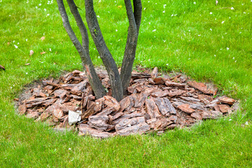 Mulch from the bark of pine tree around the growing bush trunk on green meadow, landscaping of growth backyard garden on grass closeup details, nobody.