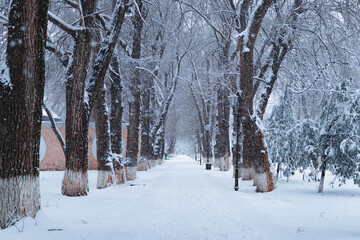 winter in the park