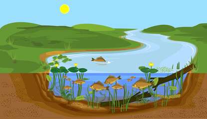 Split level pond landscape with carps. Freshwater fishes in natural habitat