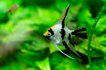 Poisson d'ornement Scalaire ou Poisson-ange Pterophyllum scalare en gros plan
