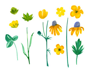 Fototapeta na wymiar Cute set of watercolor plants, wildflowers buttercups. Hand draw full color illustrations for patterns, cards, congratulations, design.