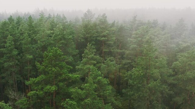Aerial View 4K Flight Above Amazing Misty Forest Landscape. Scenic View Of Autumn Foggy Morning In Misty Forest Park Woods. Nature Elevated View