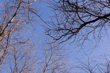 tree in forest