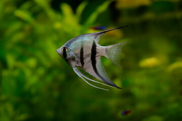 Poisson d'ornement Scalaire ou Poisson-ange Pterophyllum scalare en gros plan