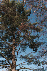 tree in forest