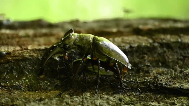交尾中のミヤマクワガタ