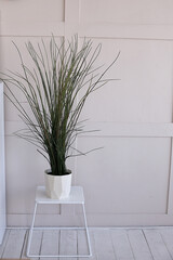 green plant in a pot on a stand on the floor. Office interior element. Copy space