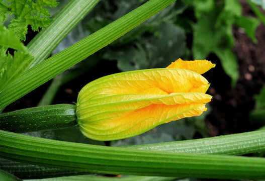 Zucchiniplanze mit Bl&uuml;te