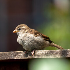 sparrow on a fence