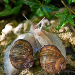 Garden, grape snail (Cepaea hortensis, Helix pomatia, burgundy snail, edible snail) or escargot is a species land snail. May is the mating season for snails.. Close-up image. Macro
