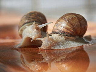 Garden, grape snail (Cepaea hortensis, Helix pomatia, burgundy snail, edible snail) or escargot is...
