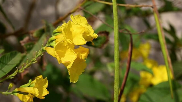 Yellow flowers in the garden. Golden tree or Tallow Pui flowers blew by the wind. Golden trumpet flowers closeup