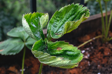 Nutrient Deficieny in Albion Strawberry - Fragaria Ananassa - Plant Gardening