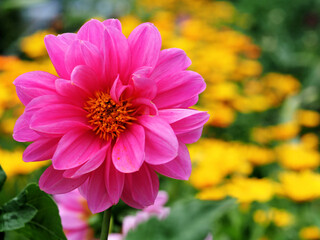 Rosa Dahlienblüte