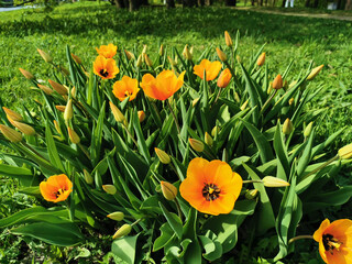 Orange tulips with a black core on a bed of green leaves. The festival of tulips on Elagin Island in St. Petersburg.
