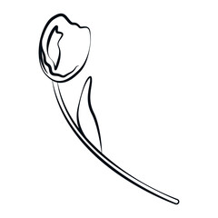 Tulip in a linear style, large flower, freehand drawing in vector
