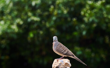 A dove perched on a rock