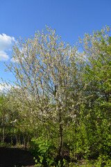 Fototapeta premium Spring garden landscape with cherry trees in bloom.