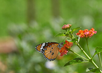 A yellow butterfly perched on the vibrant flower