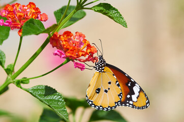 A yellow butterfly perched on the vibrant flower