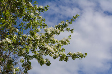 Beautiful white flowers on branches of pear tree on the background of cloudy sky