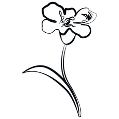 Carnation in a linear style, large flower, freehand drawing in vector