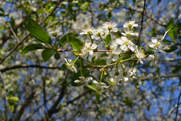 White flowers on the branch of plum tree in spring garden