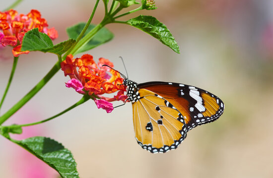 A yellow butterfly perched on the vibrant flower