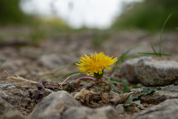 L&ouml;wenzahn Bl&uuml;te