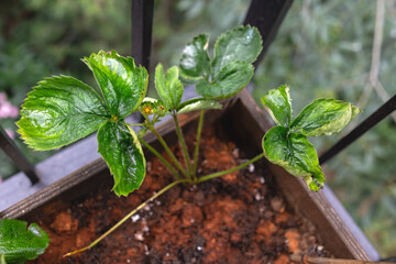 Symptoms of calcium deficiency in albion strawberry plant - Fragaria Ananassa - from top view. Folded leaves with brown dry tips of strawberry plant in a wooden pot. Home gardening on the balcony. - obrazy, fototapety, plakaty