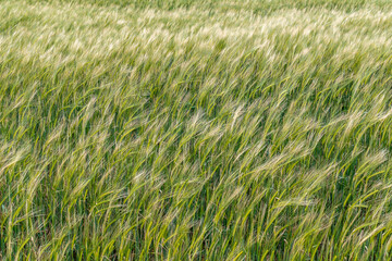 Wheat field in the summer