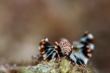 Sea Slug Photo Underwater