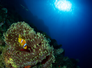 Fototapeta na wymiar Nemo Fish Under water