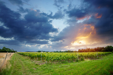Fototapeta na wymiar Rural wineyard in the sunset