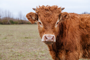 Young calf of a cow with red fur