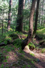 A fairytale forest in the real Carpathians, tree trunks, their roots intertwined with stones and covered with moss