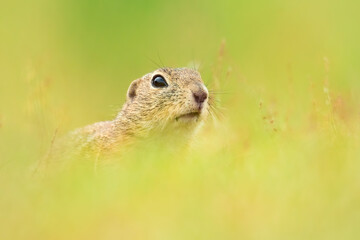 Naklejka na ściany i meble European ground squirrel (Spermophilus citellus), with beautiful green coloured background. An amazing endangered mammal with yellow hair in the steppe. Wildlife scene from nature, Czech Republic