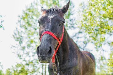 Old and sad horse.Many insects on his skin.