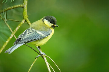 Fototapeta premium Great tit (Parus major), with beautiful green background. Colorful song bird with yellow feather sitting on the branch in the mountains. Wildlife scene from nature, Czech Republic