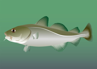 Cod fish. Vector drawing for creativity.