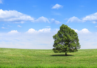 Fototapeta na wymiar Grand arbre solitaire, isolé, dans la campagne sous le ciel bleu