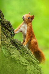 Eurasian red squirrel (Sciurus vulgaris), with beautiful green coloured background. An amazing endangered mammal with red hair in the forest. Wildlife scene from nature, Czech Republic