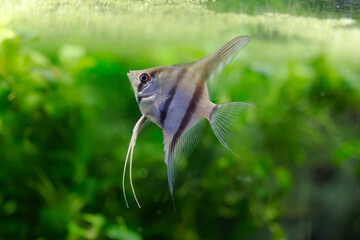 Pterophyllum scalare - Angelfish