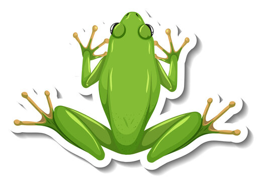 A sticker template with top view of green frog isolated