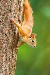 Eurasian red squirrel (Sciurus vulgaris), with beautiful green coloured background. An amazing endangered mammal with red hair in the forest. Wildlife scene from nature, Czech Republic