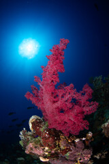 Naklejka na ściany i meble Wide Angle Photo of Coral in the Red Sea