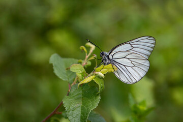 Black-veined White,Aporia crataegi, turkısh name alıç kelebeği