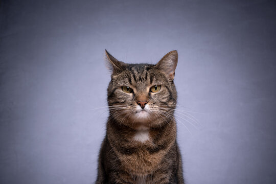 portrait of a tabby shorthair cat looking at camera angry on gray background with copy space