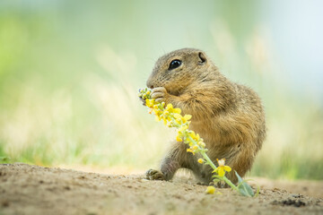 European ground squirrel (Spermophilus citellus), with beautiful green coloured background. An amazing endangered mammal with yellow hair in the steppe. Wildlife scene from nature, Czech Republic