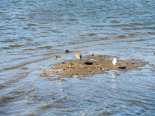 Two birds standing on sand in middle of river water.